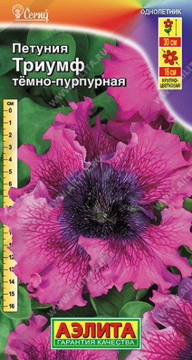 Триумф темно-пурпурная  Ц(А)
