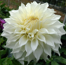 Уайт Перфекшн 1шт.