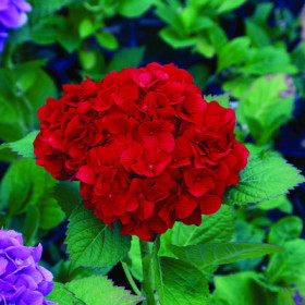 Ред Барон (красн.) Поиск