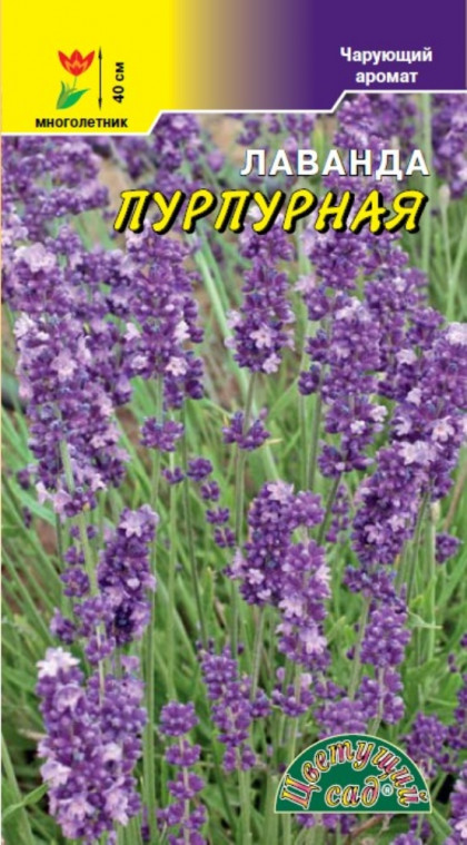 Пурпурная /Цветущий Сад
