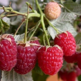 Колокольчик среднеран, ярко-красный