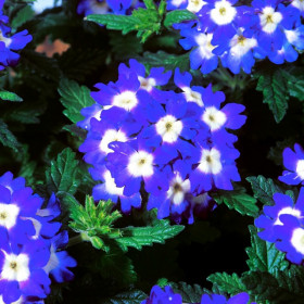 Вербена Обсешн (100шт) Блю виз Ай