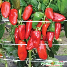 Апельсин красный сладкий Ц(Н)