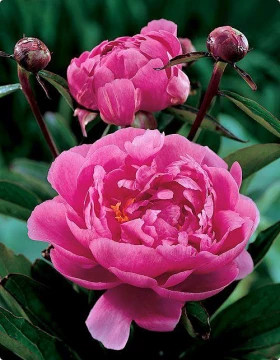 Бушела 1шт Поиск