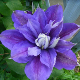 Бьюти оф Уорчестер (махр)  2шт (каперсы)