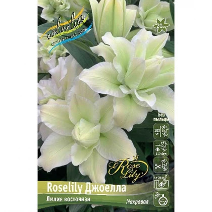 Roselily Джоелла 12/14 (вост.махр) 5шт