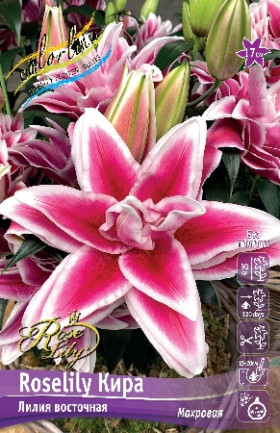 Roselily Кира 12/14 вост.махр.5шт