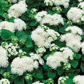 Агератум Алоха (100шт) Вайт