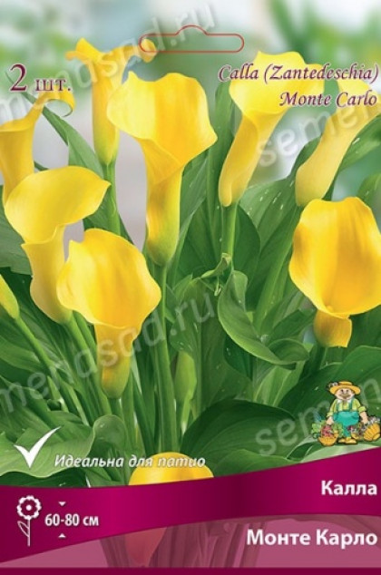 Монте Карло 2шт Поиск