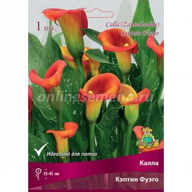 Кэптин Фуэго 1шт Поиск