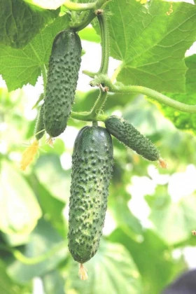 Бьёрн 5шт / Элитные Семена