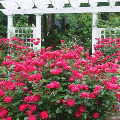 Нокаут (ЗКС) ЖИЛЯК