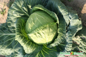 Увертюра б/к ультраранняя 30шт Ц(Н)