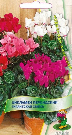 Королевский миниатюрный Ц(Поиск)