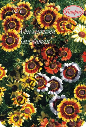 Хризантема Килев Веселый хоровод Каприс