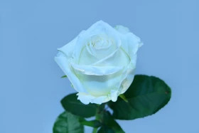 Ноэлия (ЗКС) ЖИЛЯК