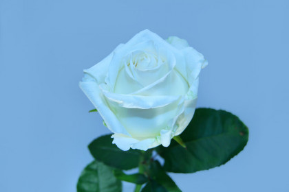 Ноэлия (ЗКС) ЖИЛЯК