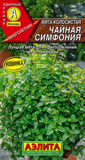 Чайная Симфония колосистая Ц(А)