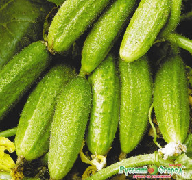 Конни 200% Ц(Н)