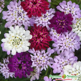 Конфетти смесь Ц(Н)