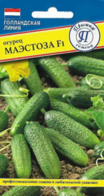 Маэстоза 5шт.Ц(П)