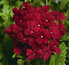 Вербена Кварц (100шт) ИксПи Бордо