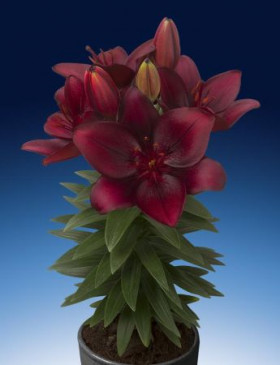 Тайни Комфорт (аз.низк) 7шт