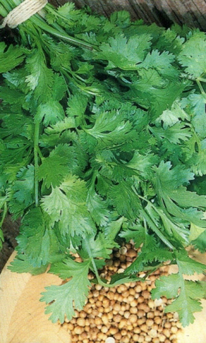 Кориандр овощной Авангард кг Поиск