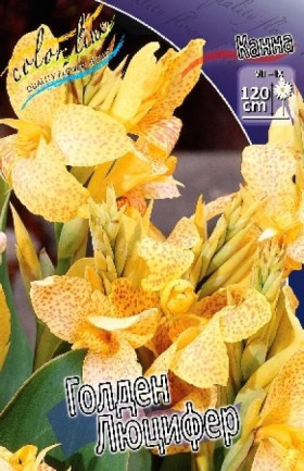 Голден Люцифер 2шт