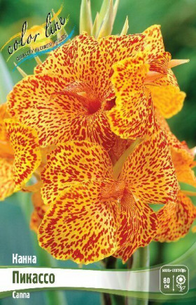 Пикассо 2шт (доп)