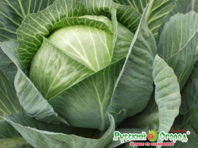 Ринда 10шт Ц(Н)