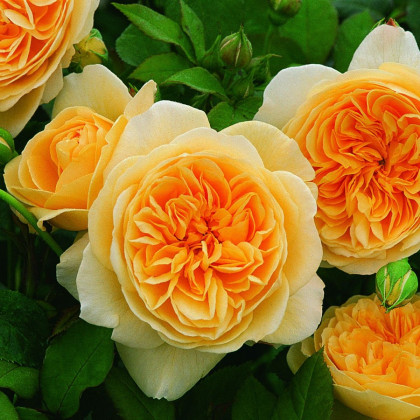 Голден Вувузела (ЗКС) ЖИЛЯК