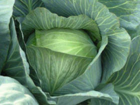 Леннокс б\к (2500шт) Вejo Zaden