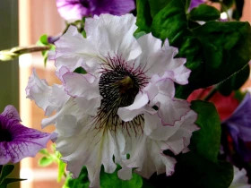 Триумф белая / Цветущий сад