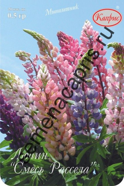 Люпин смесь Рассела Каприс