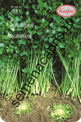 Сельдерей Афина Каприс