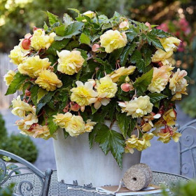 Одората Санни Дрим 3шт