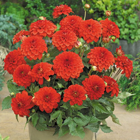 Гэллери Валентин 1шт