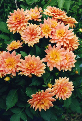 Гэллери Винсент 1шт