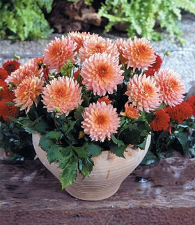 Гэллери Леонардо 1шт