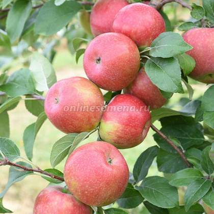 Хонейкрисп/подвой 54-118 полукарл.1шт/сетка Поиск