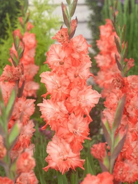 Харьков (гофр) 10/12 8шт