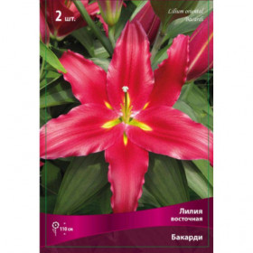 Баккарди (вост) 12/14 5шт