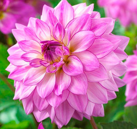 Лэйк Мичиган 1шт.