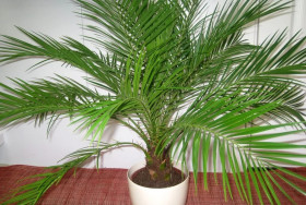 Финиковая Ц(Н)