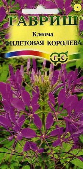 Фиолетовая королева Ц(Г) клеома