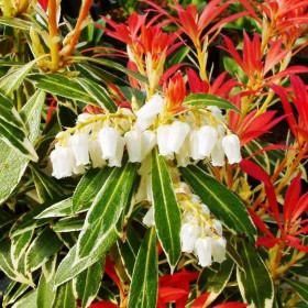 Флэминг Сильвер 1шт