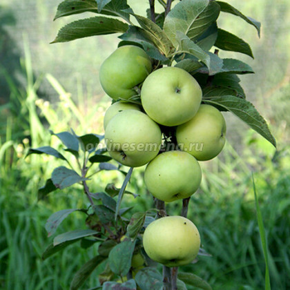 Президент колонновидная/подвой 54-118 полукарл 1шт/сетка Поиск