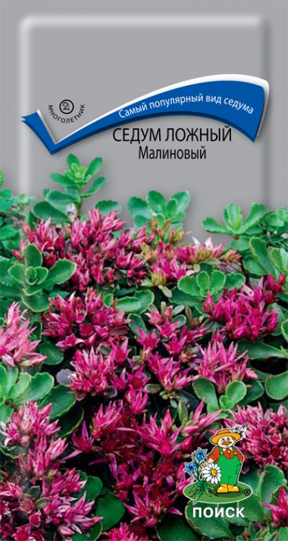 Малиновый ложный Ц(Поиск)