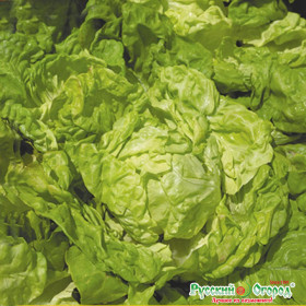 Король рынка кочанный Ц(Н)